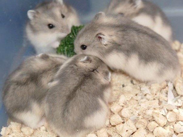 Породы хомяков | ЗооТом - продажа, вязка и услуги для животных в Калининске