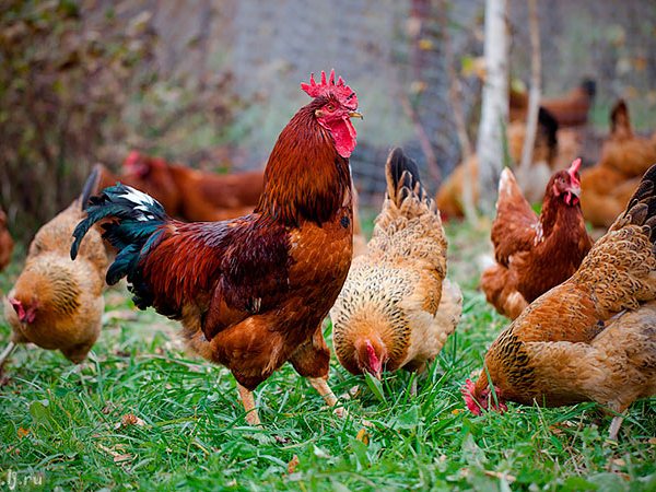 Породы куриц | ЗооТом - продажа, вязка и услуги для животных в Калининске