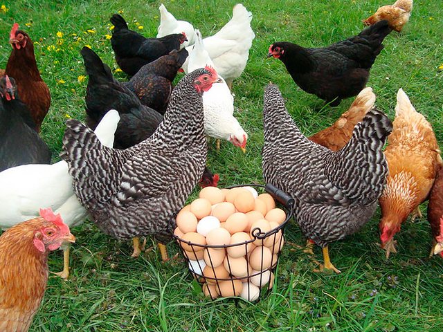 Содержание кур и уход за ними | ЗооТом - продажа, вязка и услуги для животных в Калининске
