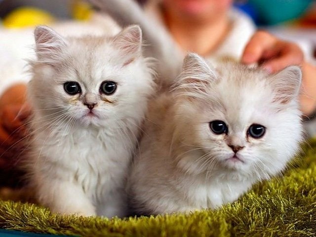 Породы кошек в Калининске | ЗооТом портал о животных