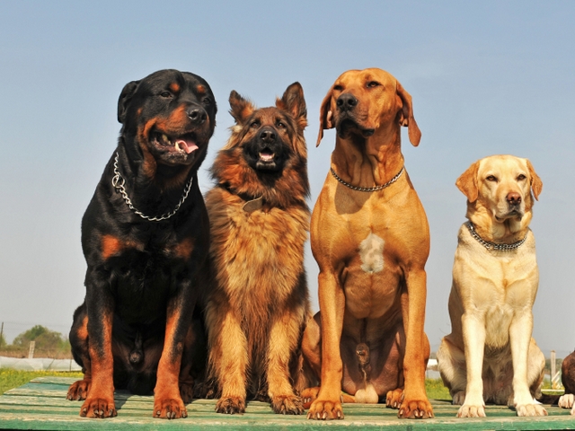 Крупные породы собак в Калининске | ЗооТом портал о животных
