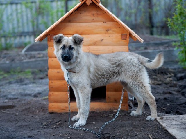 Все о собаках в Калининске